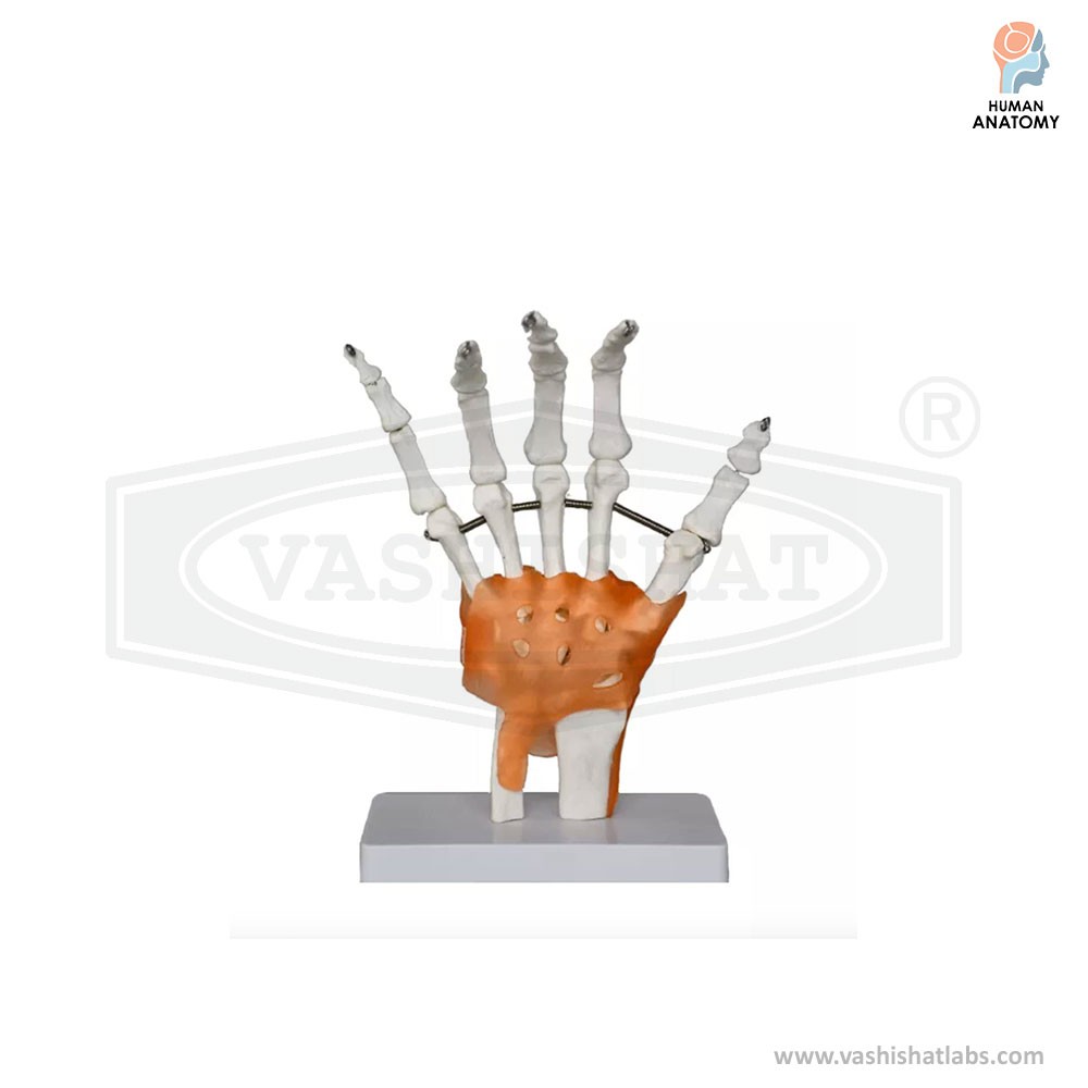  Human Hand Joint Model With Ligaments 